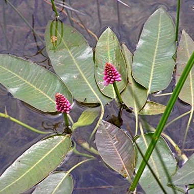 Persicaria Amphibia